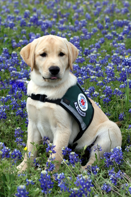 puppy in field of purple flowers, wearing vest that reads "diabetic alert dog in training"
